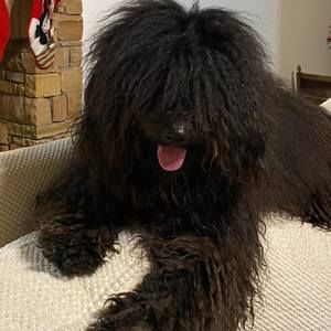 Meet your Posher, Victoria